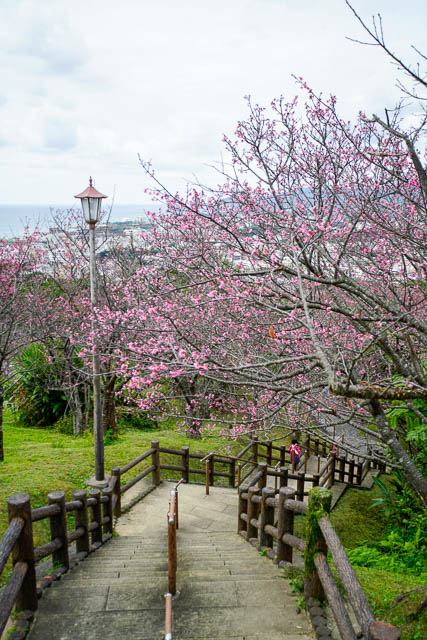 2017年2月4日の名護城公園（名護中央公園）桜の開花状況