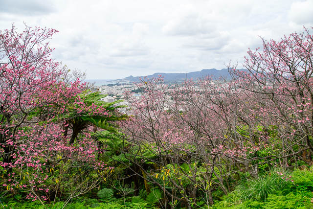 2017年2月4日の名護城公園（名護中央公園）桜の開花状況