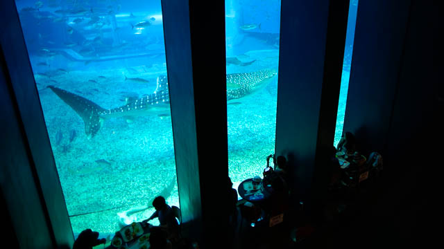 子供と行く！初めての美ら海水族館　カフェ「オーシャンブルー」