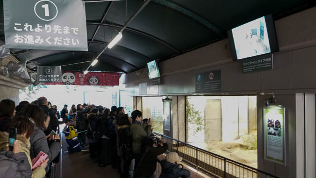 シャンシャン当選！上野動物園にパンダに会いに行ってきた！2月からは整理券制の先着順