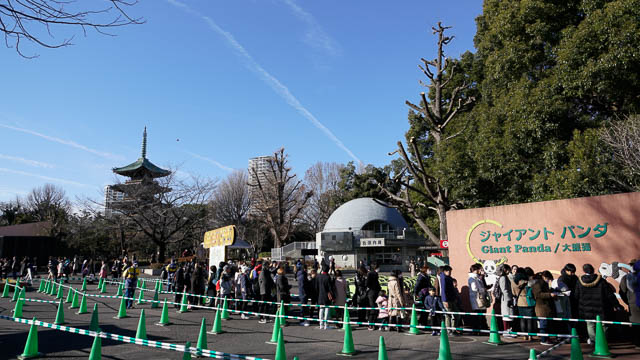 シャンシャン当選！上野動物園にパンダに会いに行ってきた！2月からは整理券制の先着順
