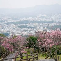 2018/1/21の名護城公園（名護中央公園）桜の開花状況