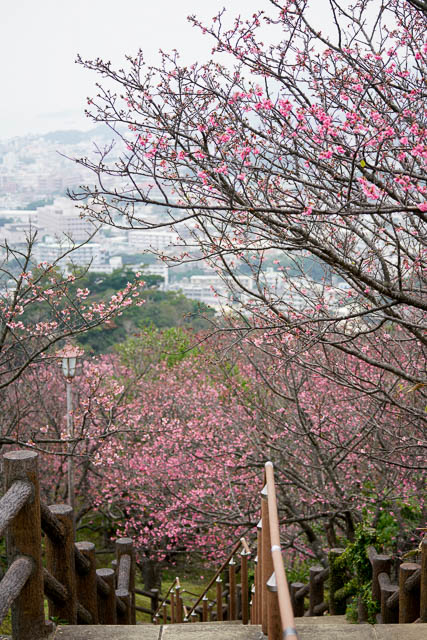 2018/1/21の名護城公園（名護中央公園）桜の開花状況