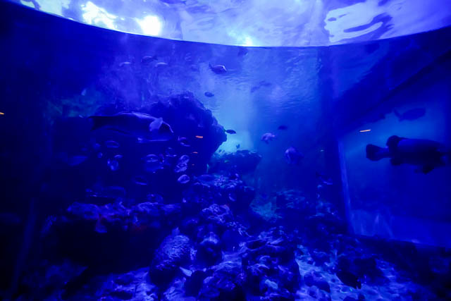 夜の美ら海水族館・ナイトアクアリウム（2018）に行ってきました