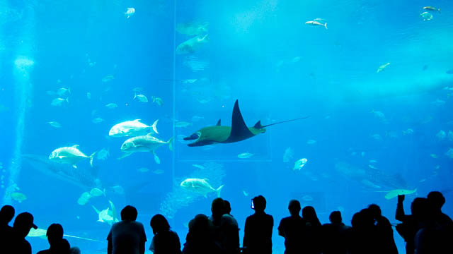 日本初！の「ブラックマンタ」元気です－沖縄美ら海水族館に会いに行こう