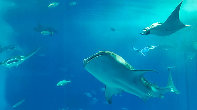 世界初の「ジャイアントマンタ」は世界最大のエイ！－沖縄美ら海水族館に会いに行こう