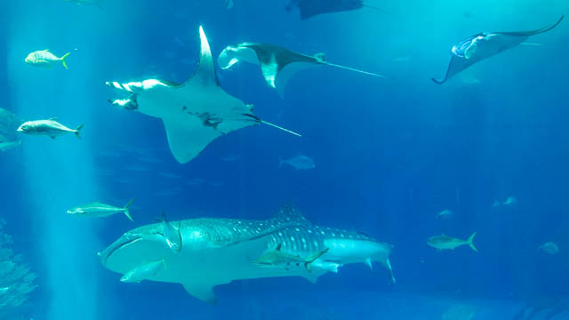 世界初の「ジャイアントマンタ」は世界最大のエイ！－沖縄美ら海水族館に会いに行こう