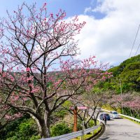 【2019年】”もとぶ八重岳桜まつり”に行って来ました（2月2日の開花状況）