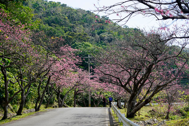 【2019年】”もとぶ八重岳桜まつり”に行って来ました（2月2日の開花状況）