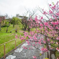 【2019年】名護城（なんぐすく）公園の桜の見ごろは？（2月10日の開花状況）