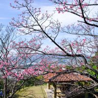 【2020年】名護さくら祭りと桜の開花状況（1/25）