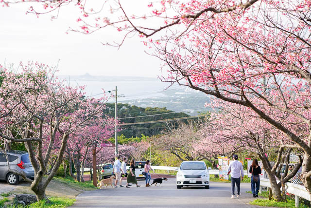 【2020年】”もとぶ八重岳桜まつり”と桜の開花状況（1/25）