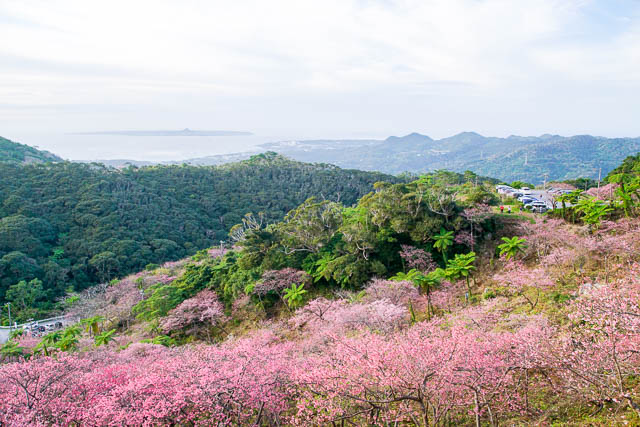 【2020年】”もとぶ八重岳桜まつり”と桜の開花状況（1/25）